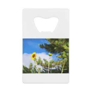 New Mexico Prairie Sunflower