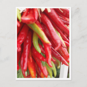 New Mexico Red Chilli Postcard