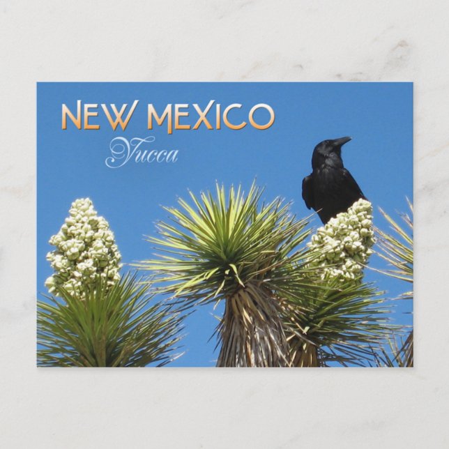 New Mexico State Flower: Yucca Flower Postcard (Front)