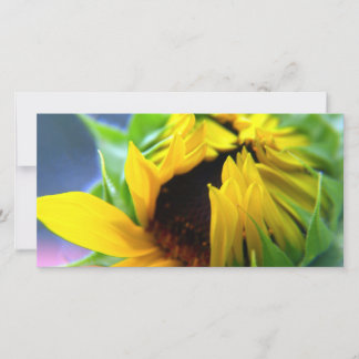 New Mexico Sunflower