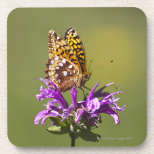 new mexico, united states of america coaster