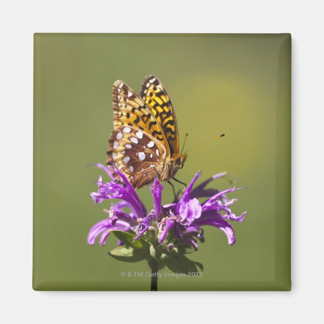 new mexico, united states of america magnet (Front)