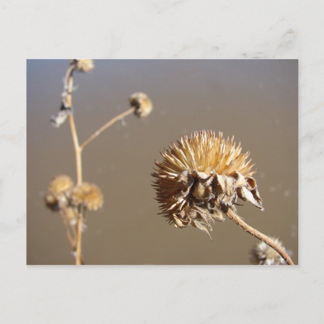 New Mexico Winter Blooms Postcard (Front)