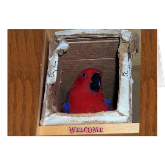 New Nest (Front Horizontal)