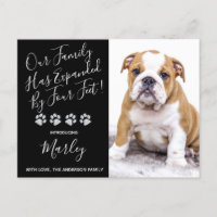 New Pet Family Expanded by Four Feet Puppy Dog