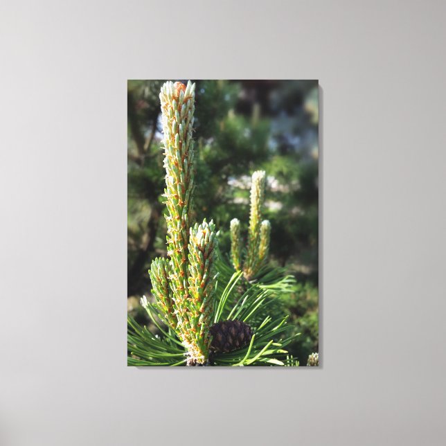 New pine buds canvas print (Front)
