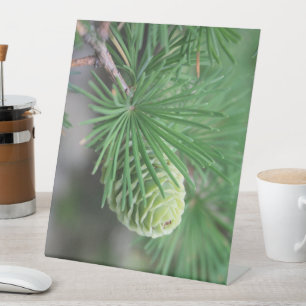 New Pine Cone Standing Frame Pedestal Sign