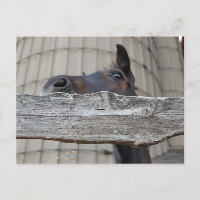 New Pony/Horse Postcard (Front)