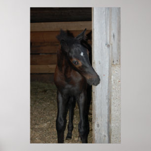 New Pony/Horse Poster