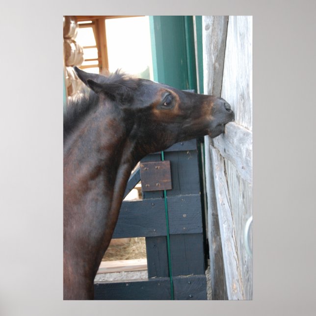 New Pony/Horse Poster (Front)