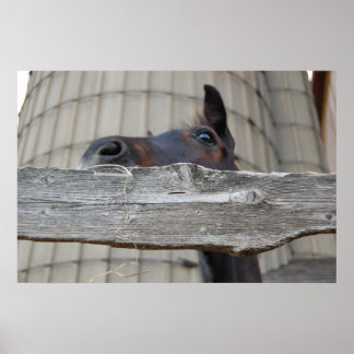 New Pony/Horse Poster