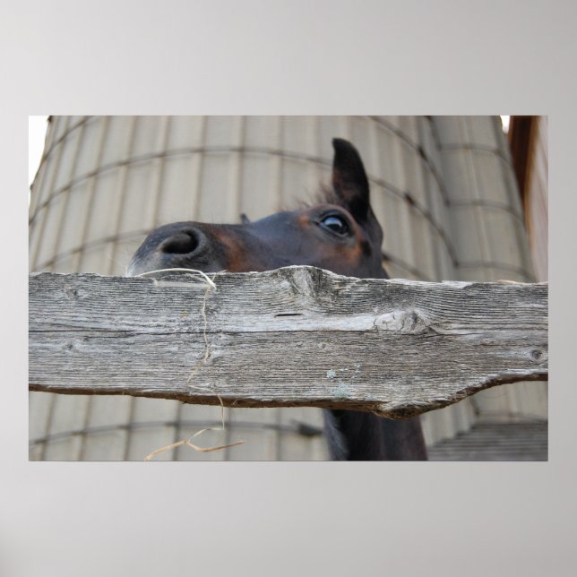 New Pony/Horse Poster (Front)