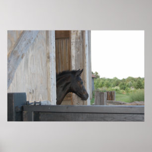 New Pony/Horse Poster