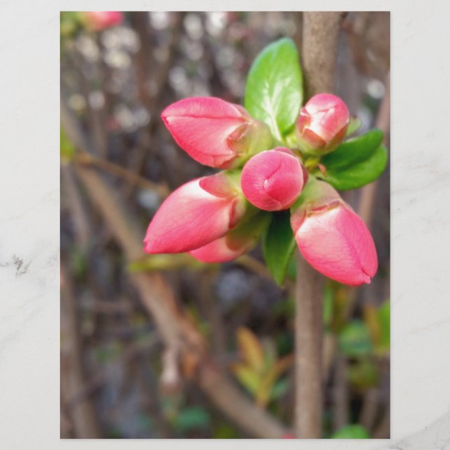 new red buds (Front)