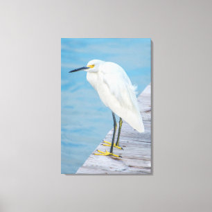 New Smyrna Beach, Snowy Egret on dock Canvas Print