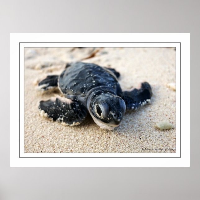 New Turtle Poster (Front)