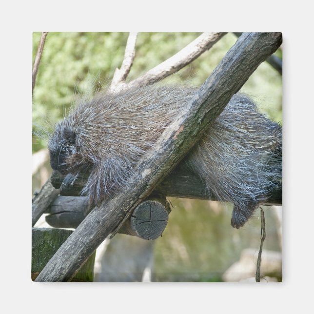 New World Porcupine Magnet (Front)