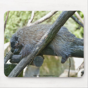 New World Porcupine Mouse Pad