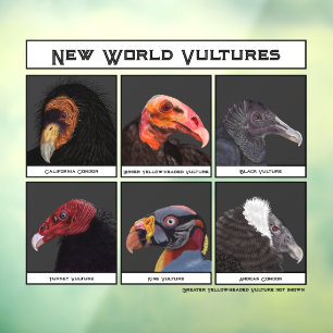 New World Vultures Illustration