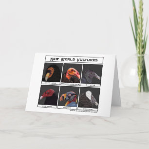 New World Vultures Illustration Card