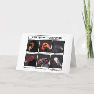 New World Vultures Illustration Card
