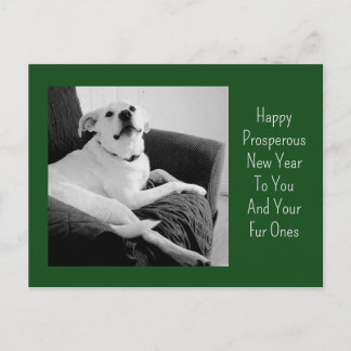 New Year Black and White Photo of Cute Dog Green Holiday Postcard