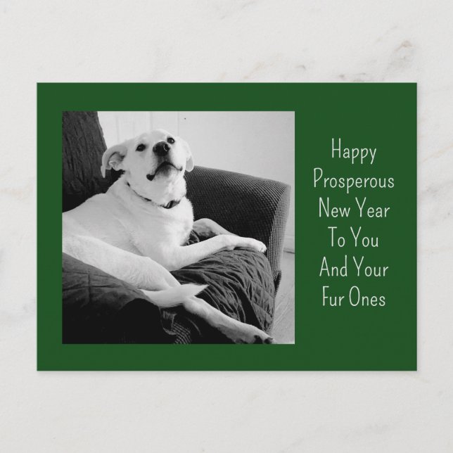 New Year Black and White Photo of Cute Dog Green Holiday Postcard (Front)