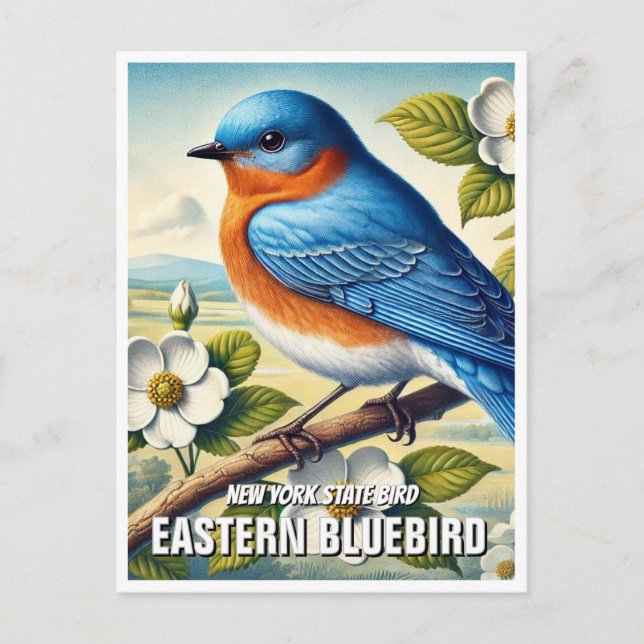 New York State Bird Eastern Bluebird Postcard (Front)