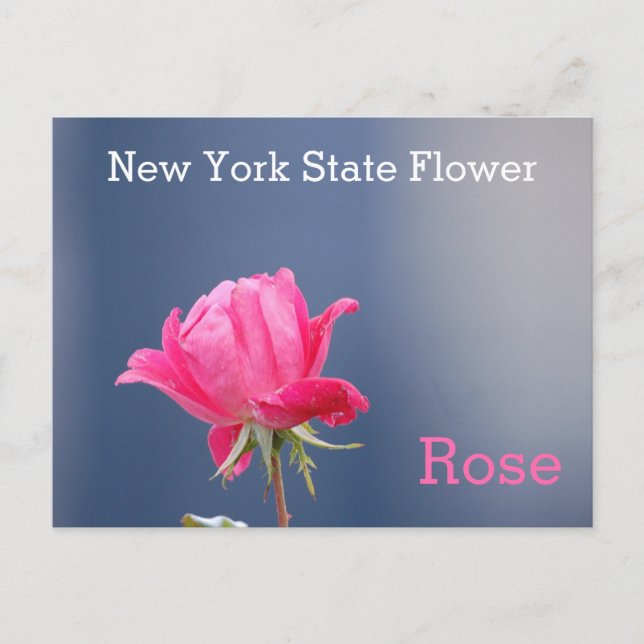 New York State Flower Pink Rose Postcard (Front)