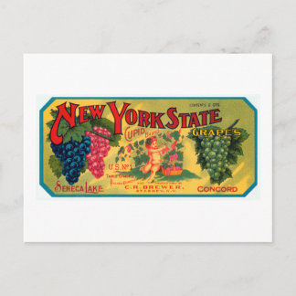 New York State Grapes Postcard