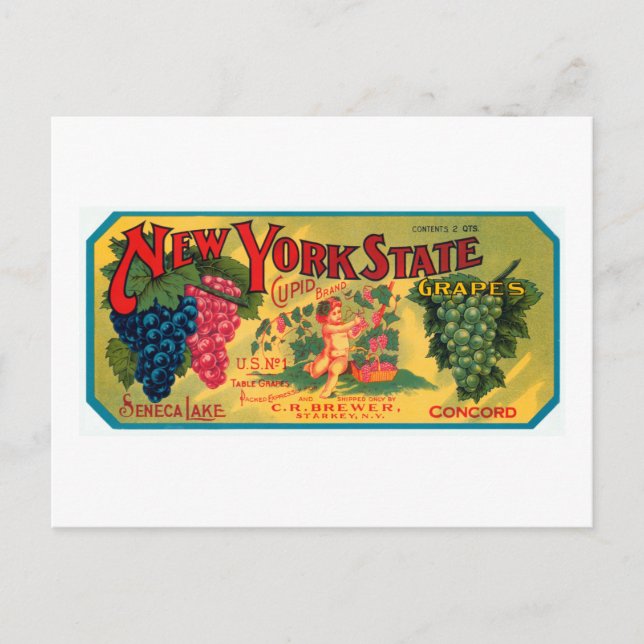 New York State Grapes Postcard (Front)