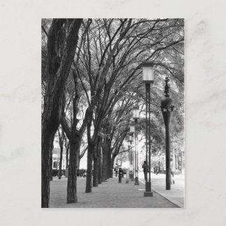 New York Tree Lined Walk Postcard