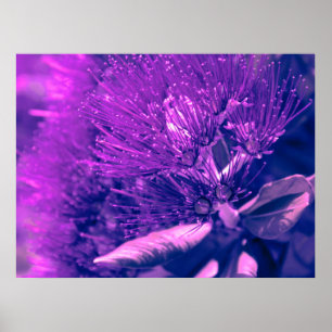 New Zealand Christmas Tree Wallpaper Poster