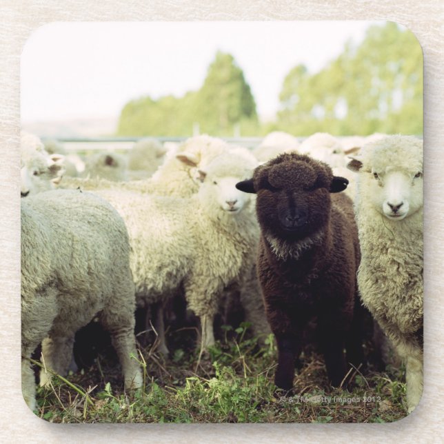 New Zealand Coaster (Front)