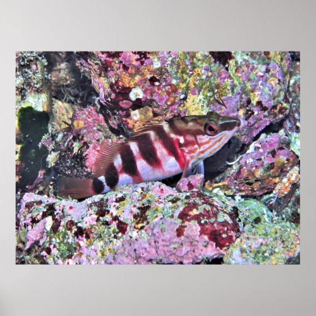 New Zealand Fish Poster (Front)