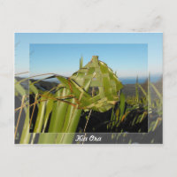 New Zealand Flax