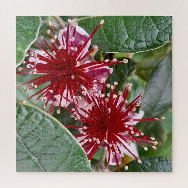 New Zealand Flower Red Blooming Feijoa Fruit Shrub Jigsaw Puzzle (Vertical)