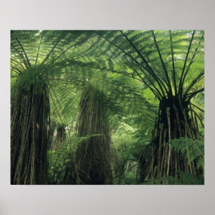 New Zealand, Haast Valley, Westland, Soft Tree Poster