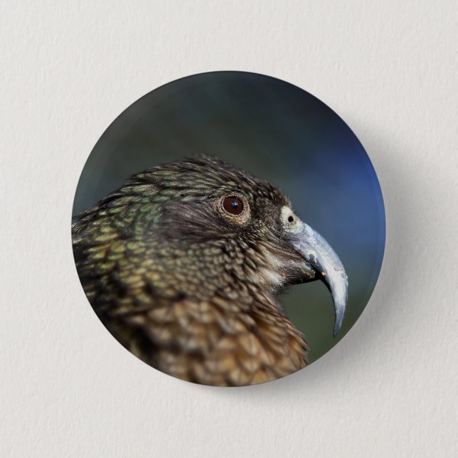 New Zealand Kea, alpine mountain parrot 6 Cm Round Badge (Front)