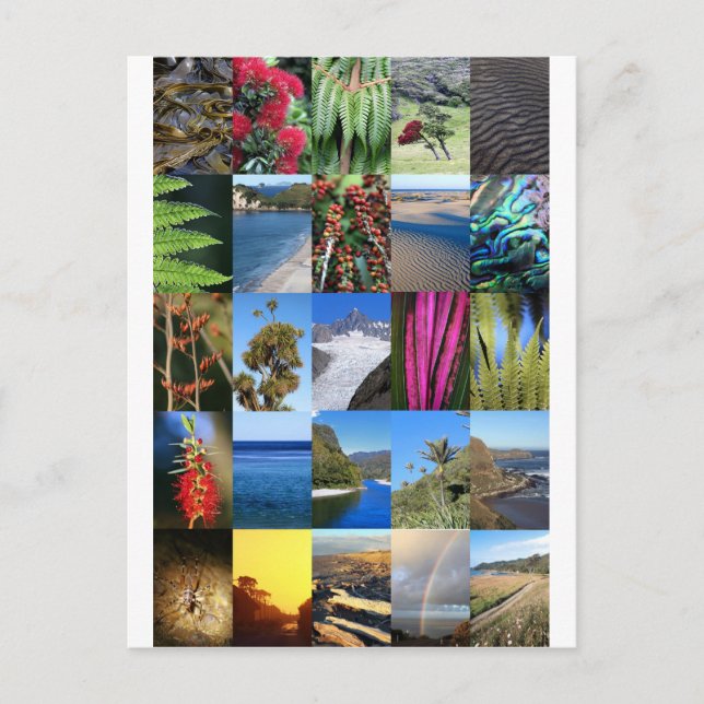 New Zealand Kiwiana nature scenes Postcard (Front)