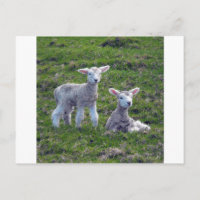 New Zealand Lambs