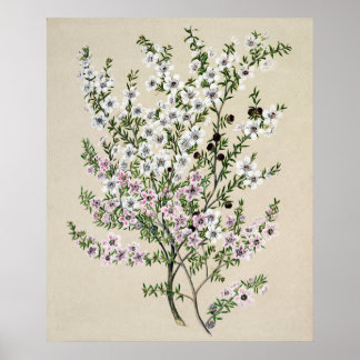 New Zealand Manuka Flower (Leptospermum Scoparium) Poster