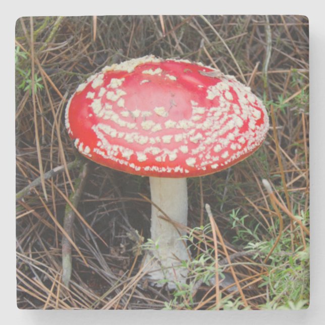 New Zealand, Rotorua, Taupo Volcanic Zone Stone Coaster (Front)