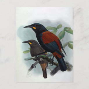 New Zealand Saddleback Vintage Bird Illustration Postcard