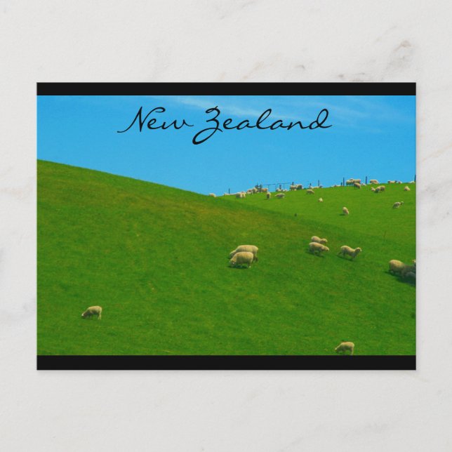 new zealand sheep postcard (Front)