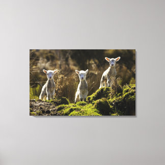 New Zealand, South Island, Fiordland National Canvas Print
