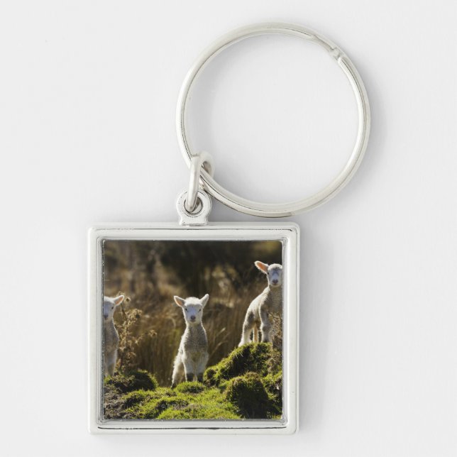 New Zealand, South Island, Fiordland National Key Ring (Front)