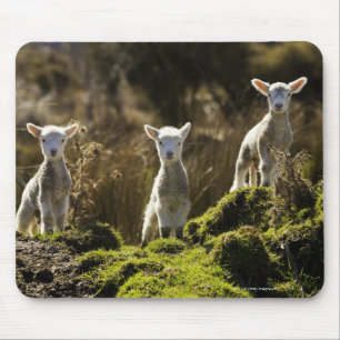 New Zealand, South Island, Fiordland National Mouse Pad