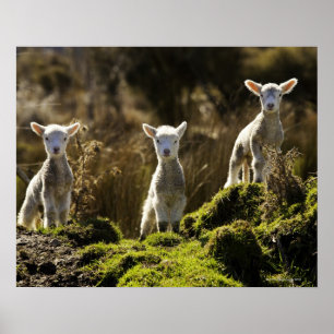 New Zealand, South Island, Fiordland National Poster