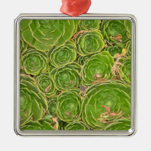 New Zealand, South Island. Succulent. Metal Tree Decoration